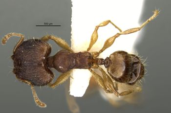 Media type: image;   Entomology 34298 Aspect: habitus dorsal